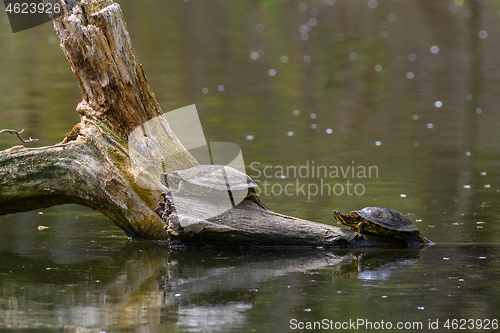 Image of Red Eared Terrapin Turtles AKA Pond slider - Trachemys scripta elegans