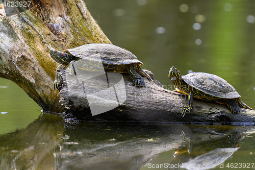 Image of Red Eared Terrapin Turtles AKA Pond slider - Trachemys scripta elegans