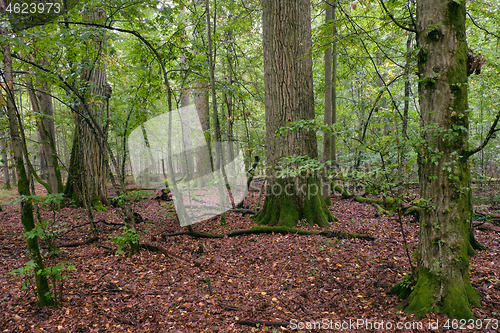 Image of Deciduous stand with hornbeams and oaks