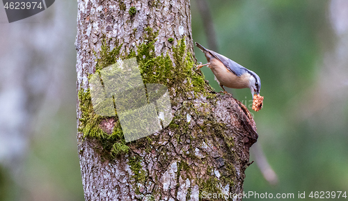 Image of The Eurasian Nuthatch(Sitta europaea) on oak tree