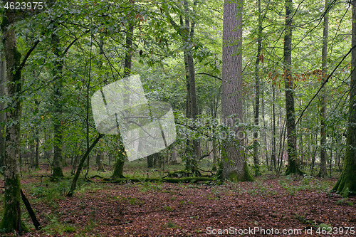 Image of Deciduous stand of Bialowieza Forest with hornbeams and oaks