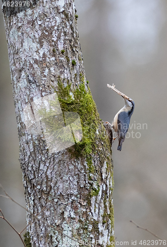 Image of The Eurasian Nuthatch(Sitta europaea) on oak tree