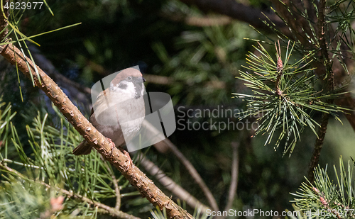 Image of Eurasian tree sparrow (Passer montanus)