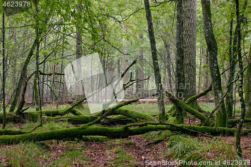 Image of Deciduous stand with hornbeams and oaks