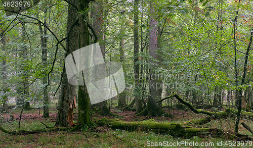 Image of Deciduous stand with hornbeams and oaks