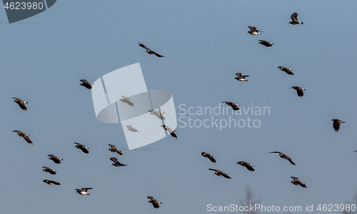 Image of Northern lapwing (Vanellus vanellus) in flight