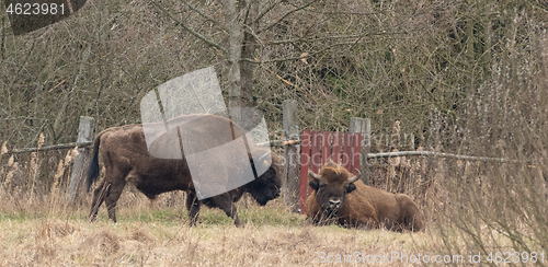 Image of Two old European Bisons in spring