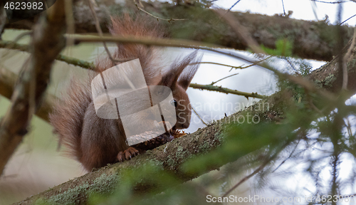 Image of Eurasian Red Squirrel on spruce branch