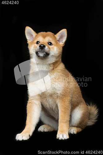 Image of Beautiful shiba inu puppy 