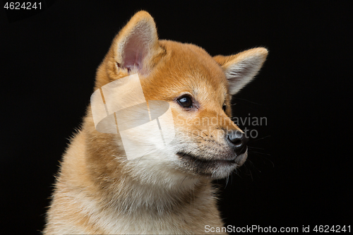 Image of Beautiful shiba inu puppy 