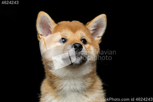 Image of Beautiful shiba inu puppy 