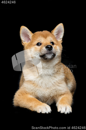 Image of Beautiful shiba inu puppy 