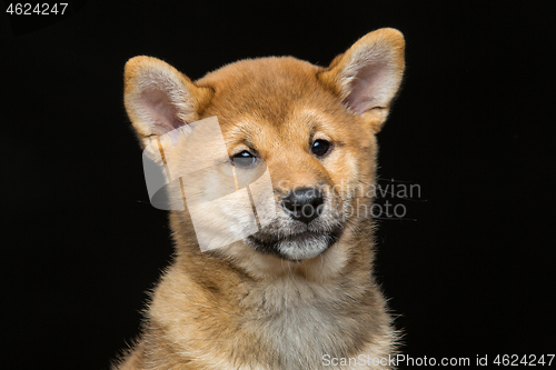 Image of Beautiful shiba inu puppy 