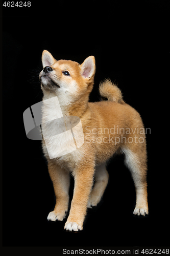 Image of Beautiful shiba inu puppy 