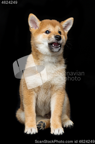 Image of Beautiful shiba inu puppy 