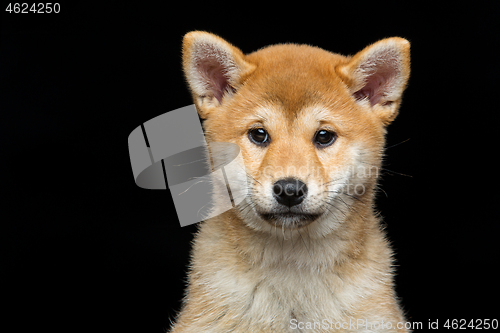 Image of Beautiful shiba inu puppy 