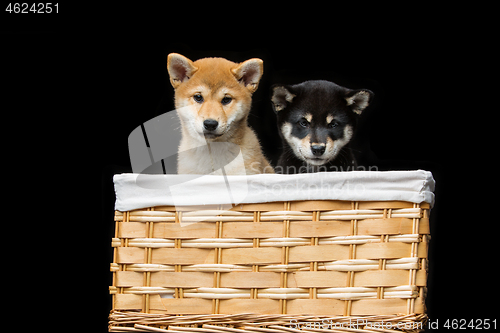 Image of Beautiful shiba inu puppies in basket