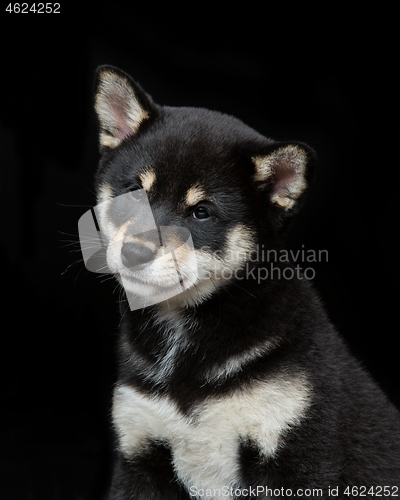 Image of Beautiful shiba inu puppy 