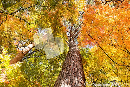 Image of Maple Tree in Autumn