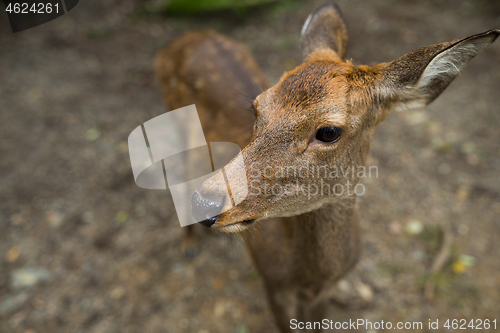 Image of Doe deer