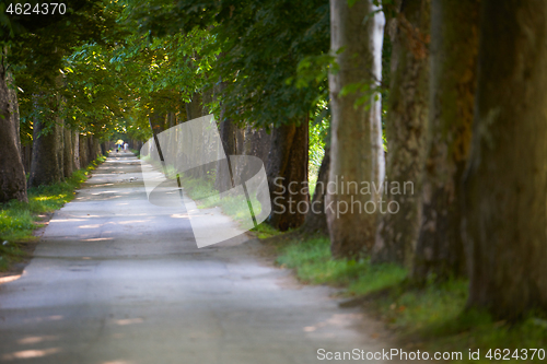 Image of country road trought tree  alley in