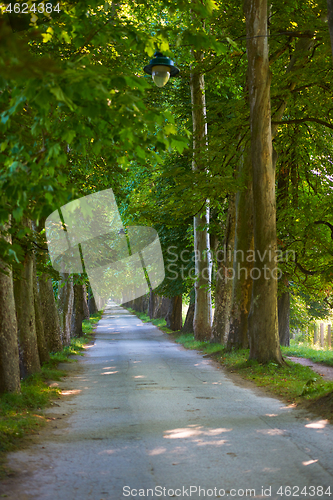 Image of country road trought tree  alley in