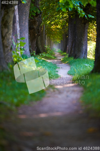 Image of country road trought tree  alley in