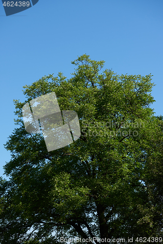 Image of tree branches