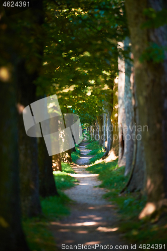 Image of country road trought tree  alley in