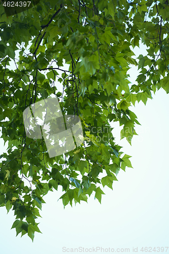 Image of tree branches