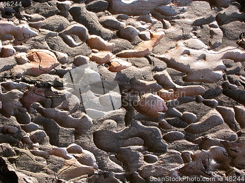 Image of Texture of tree cortex