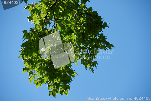 Image of tree branches