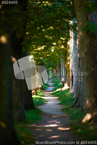 Image of country road trought tree  alley in