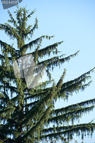 Image of tree branches