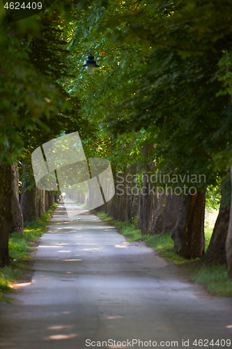 Image of country road trought tree  alley in