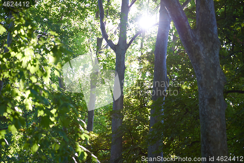 Image of tree branches