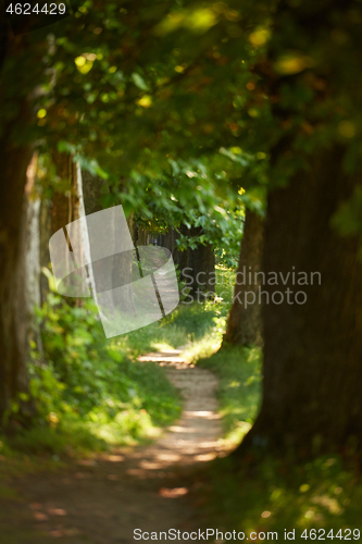 Image of country road trought tree  alley in