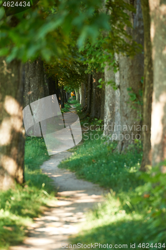 Image of country road trought tree  alley in