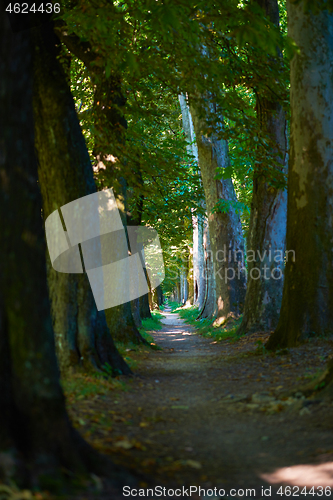 Image of country road trought tree  alley in