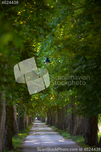 Image of country road trought tree  alley in