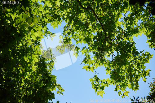 Image of tree branches