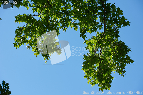 Image of tree branches