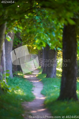 Image of country road trought tree  alley in