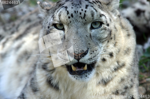 Image of Snow Leopard