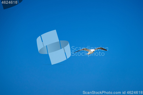 Image of a seagull in the clear blue sky