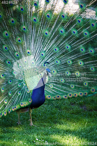 Image of a peacock showing his feathers