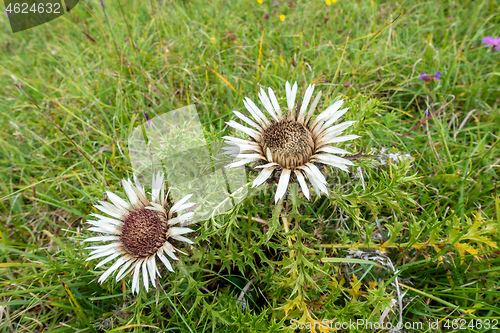 Image of silver thistle in nature