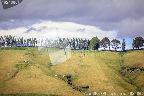 Image of row of trees in south New Zealand