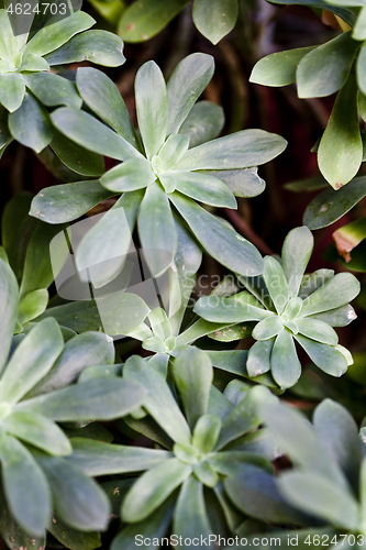 Image of Green succulent plant background. 