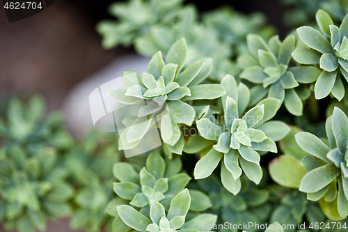 Image of Green succulent plant closeup on ceramic pot.